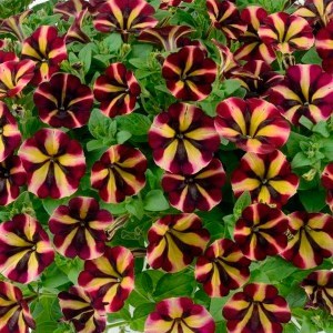 Amore Fiesta_300x300